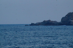 Pelecanus occidentalis