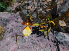 Oncidium graminifolium