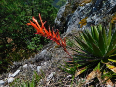 Pitcairnia karwinskyana