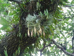 Tillandsia arroyoensis