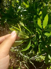 Morella cerifera image