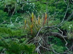 Tillandsia grossispicata