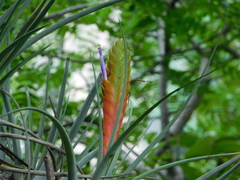 Tillandsia grossispicata