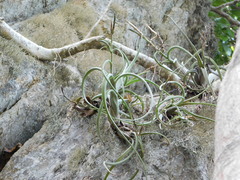 Tillandsia intermedia