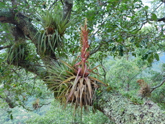 Tillandsia parryi