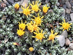 Nardophyllum bryoides