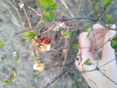 Coccinella septempunctata