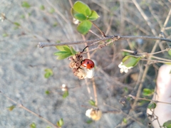 Coccinella septempunctata