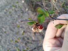 Coccinella septempunctata