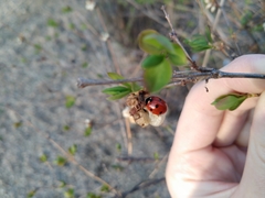 Coccinella septempunctata