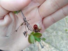Coccinella septempunctata