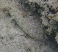 Istigobius