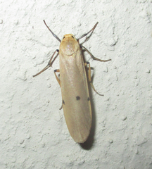 Zobida similipuncta