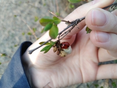 Coccinella septempunctata