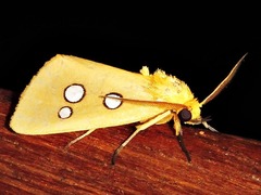 Rhanidophora cinctigutta