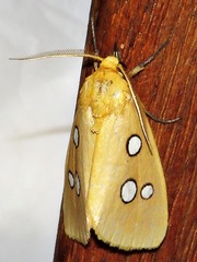 Rhanidophora cinctigutta