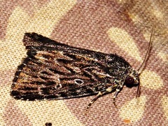 Hadjina carcaroda