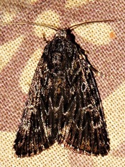 Hadjina carcaroda