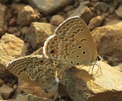 Euchrysops subpallida