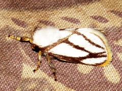 Parapluda invitabilis