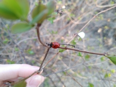 Coccinella septempunctata