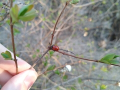 Coccinella septempunctata