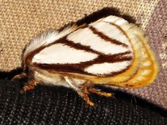 Parapluda invitabilis