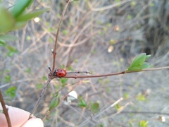 Coccinella septempunctata