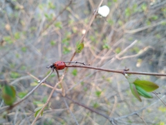 Coccinella septempunctata