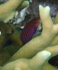 Pseudocheilinus hexataenia