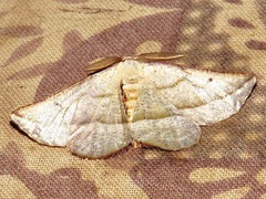 Drepanogynis admiranda