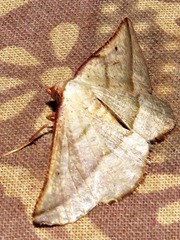 Drepanogynis admiranda