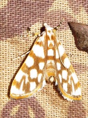 Obtusipalpis pardalis