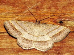 Chiasmia normata