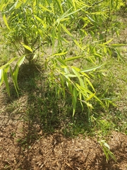 Salix caroliniana image