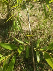 Salix caroliniana image