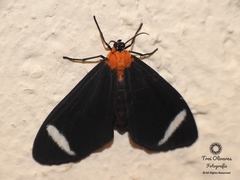 Hyalurga chthonophyle