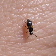 Anaspis fasciata