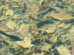 Striuntius lateristriga