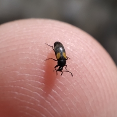 Anaspis fasciata