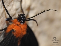 Hyalurga chthonophyle