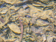 Striuntius lateristriga