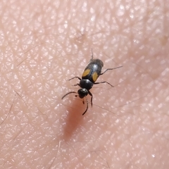 Anaspis fasciata
