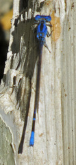 Argia funebris
