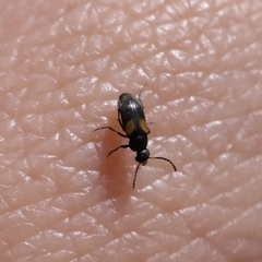 Anaspis fasciata