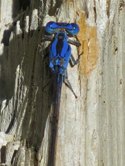 Argia funebris