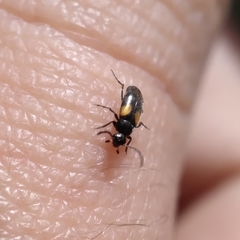 Anaspis fasciata