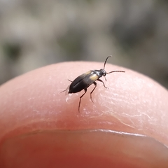 Anaspis fasciata