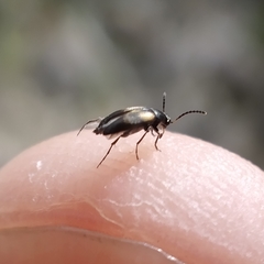 Anaspis fasciata