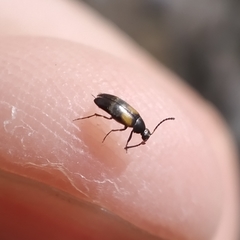 Anaspis fasciata